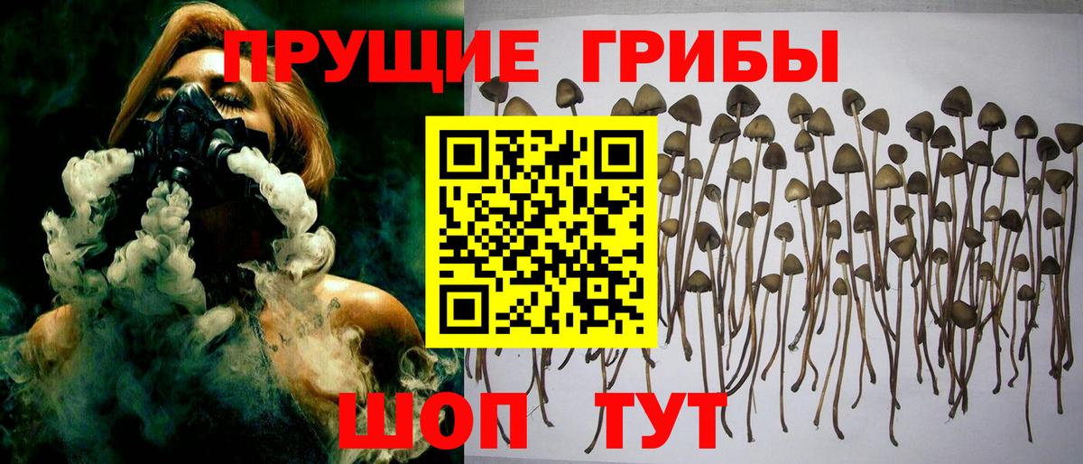 Псилоцибиновые грибы MAGIC MUSHROOMS  Вход с VPN  Кизилюрт 